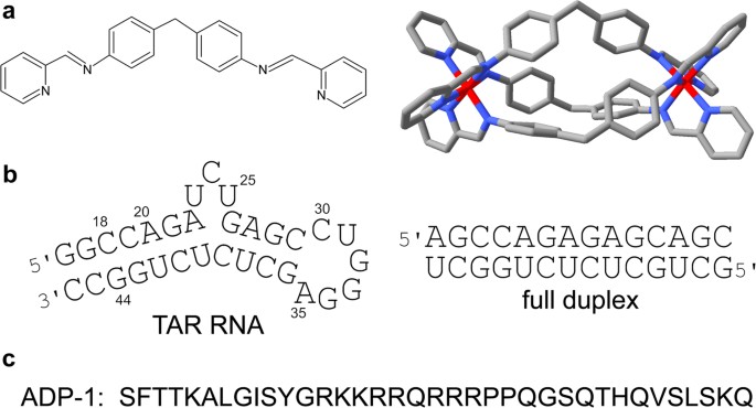 hiv 1 tat tar rna interaction