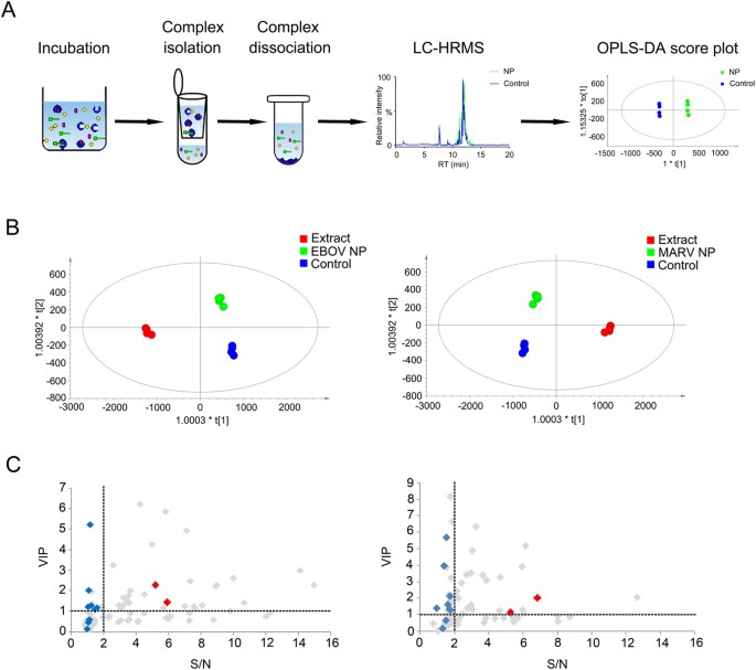Novel Chemical Ligands To Ebola Virus And Marburg Virus Nucleoproteins Identified By Combining Affinity Mass Spectrometry And Metabolomics Approaches Scientific Reports