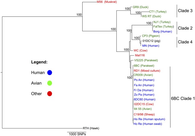 Australian human and parrot Chlamydia psittaci strains cluster within the  highly virulent 6BC clade of this important zoonotic pathogen | Scientific  Reports