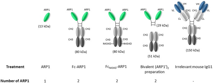 Fusion of the mouse IgG1 Fc domain to the VHH fragment (ARP1) enhances  protection in a mouse model of rotavirus | Scientific Reports