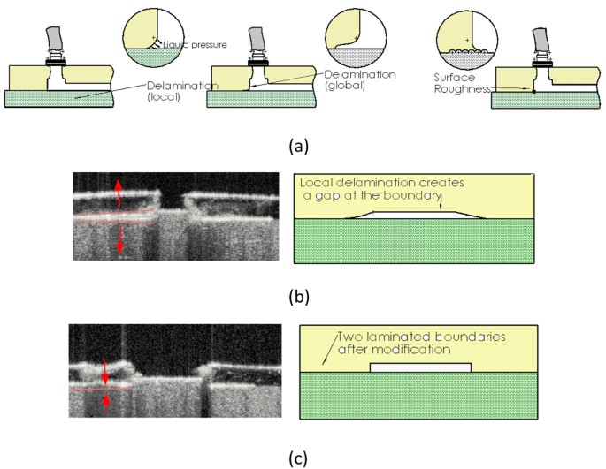 A versatile microfluidic device for multiple ex vivo/in vitro tissue assays  unrestrained from tissue topography