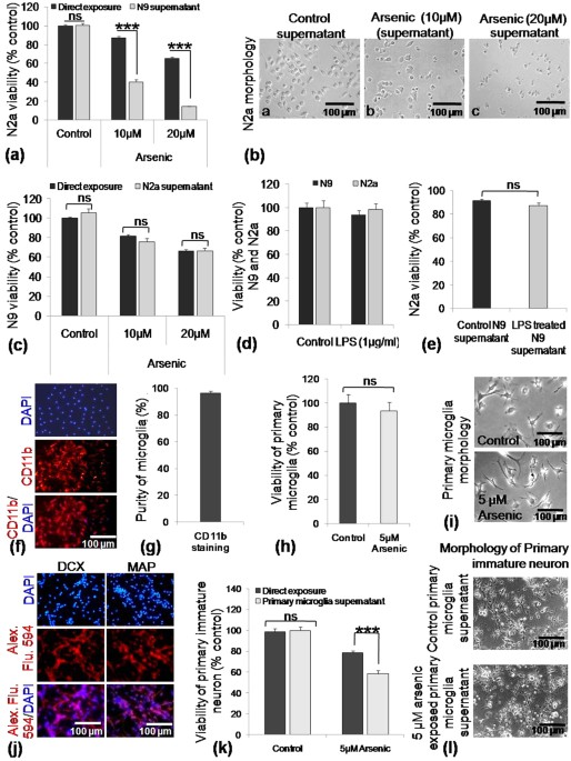 Hijacking Microglial Glutathione By Inorganic Arsenic Impels Bystander Death Of Immature Neurons Through Extracellular Cystine Glutamate Imbalance Scientific Reports