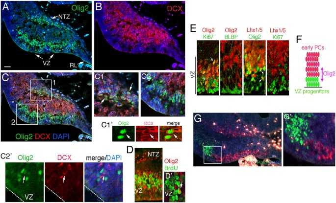 Olig2 Regulates Purkinje Cell Generation In The Early Developing Mouse Cerebellum Scientific Reports