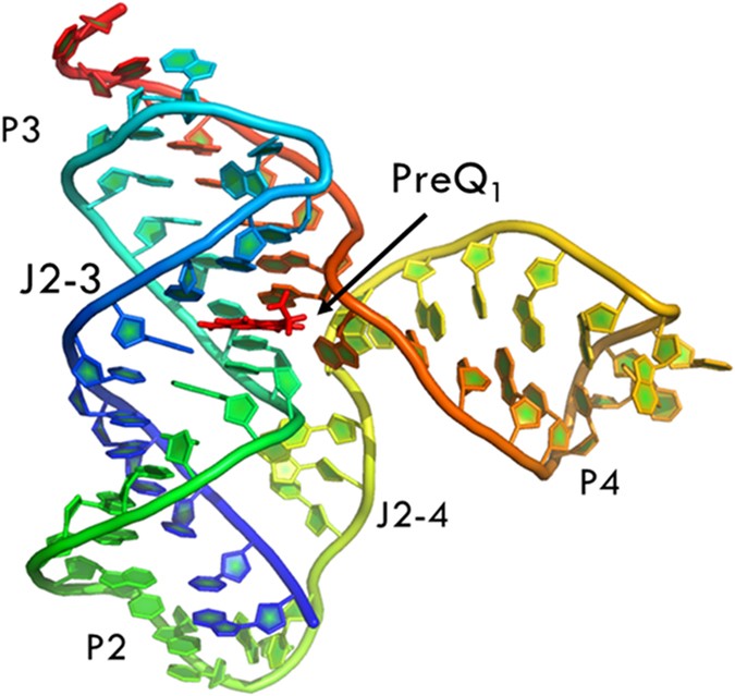 Dynamics Correlation Network For Allosteric Switching Of Preq 1 Riboswitch Scientific Reports