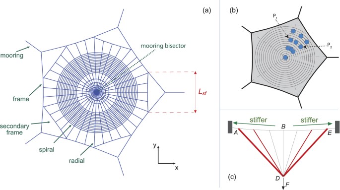 The secondary frame in spider orb webs: the detail that makes the