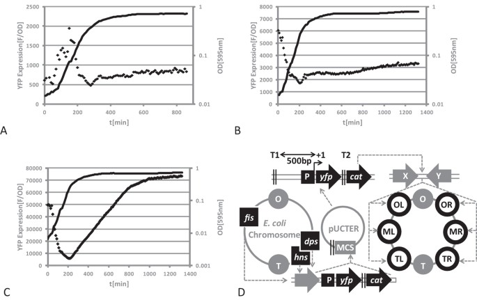 Genes On A Wire The Nucleoid Associated Protein Hu Insulates Transcription Units In Escherichia Coli Scientific Reports