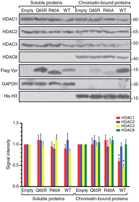 Vpr Christmas Schedule 2022 Hiv-1 Vpr Reactivates Latent Hiv-1 Provirus By Inducing Depletion Of Class  I Hdacs On Chromatin | Scientific Reports