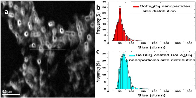 Magneto-elasto-electroporation (MEEP): In-vitro visualization and numerical  characteristics