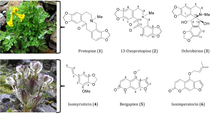 Antihelmintic natural. Terapii complementare - Paraziti intestinali antihelmintice ieftine