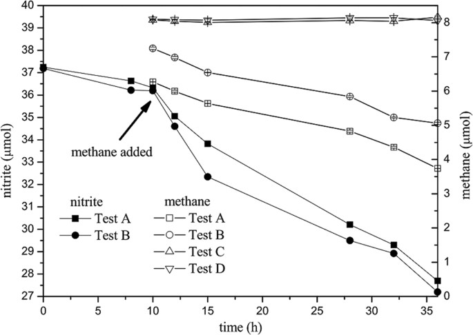 A Novel Denitrifying Methanotroph Of The Nc10 Phylum And Its Microcolony Scientific Reports
