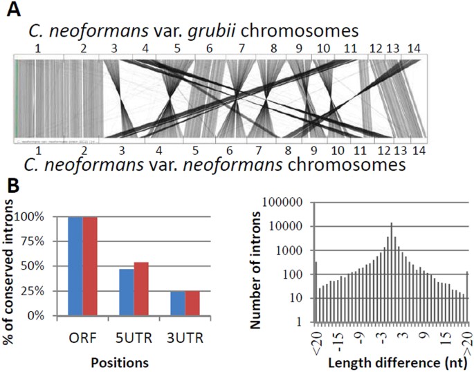Intron Retention Dependent Gene Regulation In Cryptococcus Intron Retention Dependent Gene