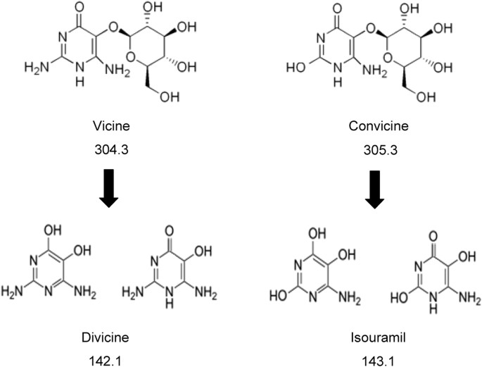 fava beans and glutathione Bean Degradation of vicine, convicine and