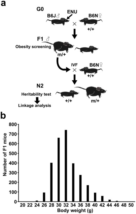 Identification of mutations through dominant screening for obesity using  C57BL/6 substrains | Scientific Reports