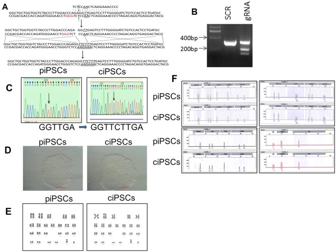 The Combination Of Crispr Cas9 And Ipsc Technologies In The Gene Therapy Of Human B Thalassemia In Mice Scientific Reports