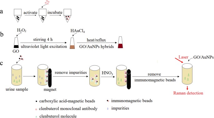 Highly Sensitive Detection Of Clenbuterol In Animal Urine Using Immunomagnetic Bead Treatment And Surface Enhanced Raman Spectroscopy Scientific Reports
