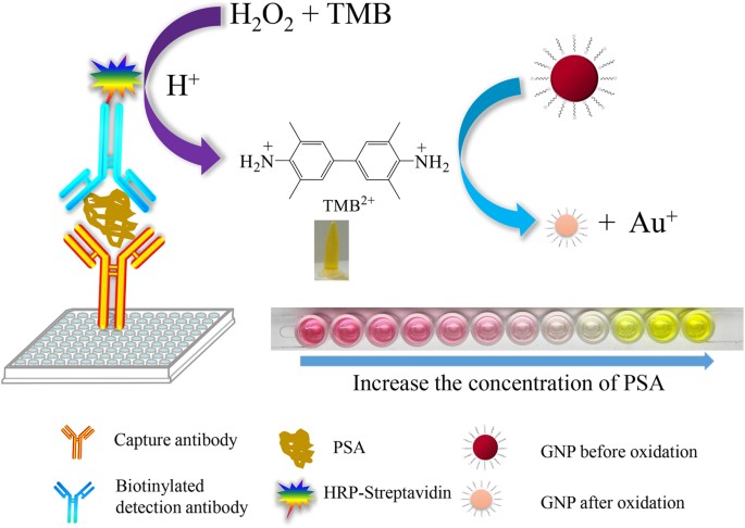 Dual Color Plasmonic Enzyme Linked Immunosorbent Assay Based On Enzyme Mediated Etching Of Au Nanoparticles Scientific Reports