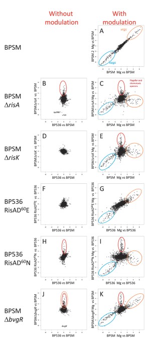 The multifaceted risa regulon of bordetella pertussis