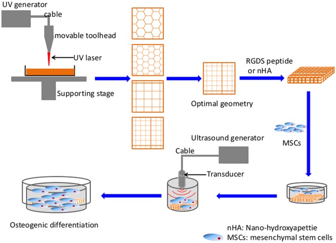 Improved human bone marrow mesenchymal stem cell osteogenesis in 3d bioprinted tissue scaffolds with low intensity pulsed ultrasound stimulation