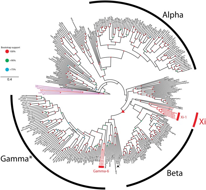 Papillomaviridae taxonomy. Pastile de vierme de ansamblu, Papillomaviridae taxonomy