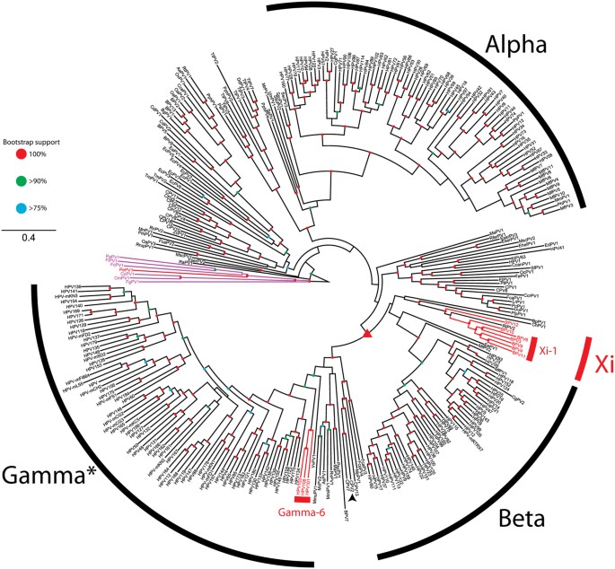 papillomaviridae taxonomy)