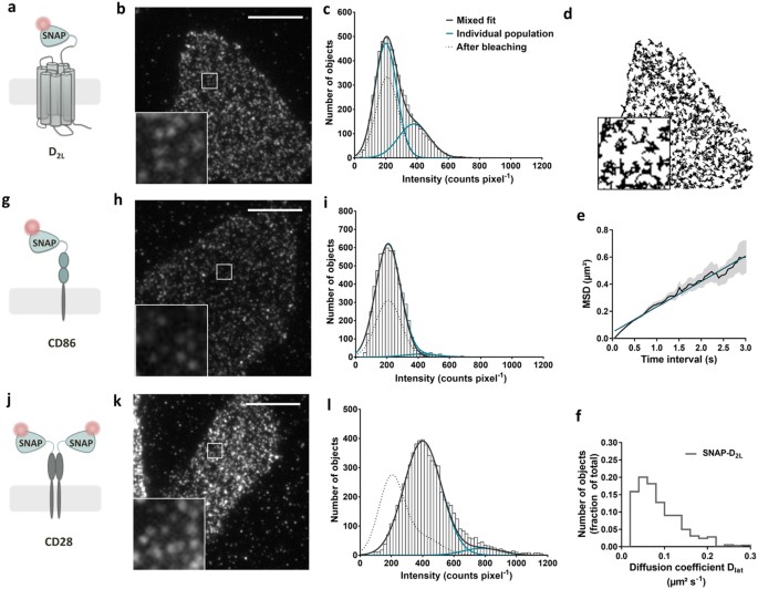 Visualization and ligand-induced modulation of dopamine receptor  dimerization at the single molecule level