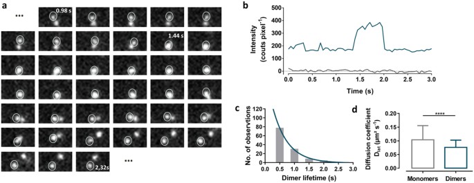 Visualization and ligand-induced modulation of dopamine receptor  dimerization at the single molecule level