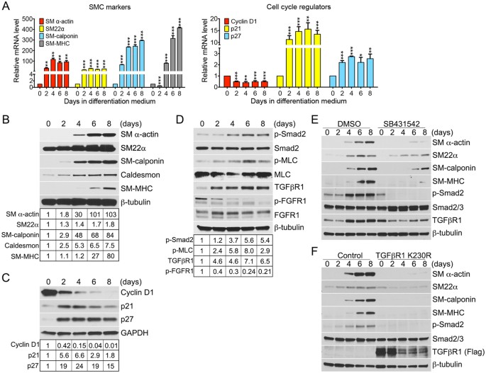 Fibroblast Growth Factor Fgf Signaling Regulates Transforming Growth Factor Beta Tgfb Dependent Smooth Muscle Cell Phenotype Modulation Scientific Reports