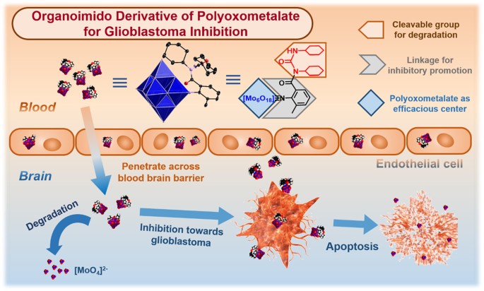 Degradable Organically-Derivatized Polyoxometalate with Enhanced Activity  against Glioblastoma Cell Line | Scientific Reports