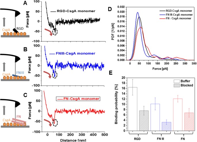 Curli Mediate Bacterial Adhesion To Fibronectin Via Tensile Multiple Bonds Scientific Reports