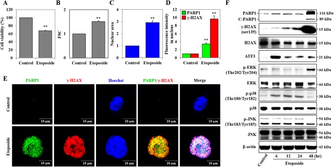 Etoposide induced cytotoxicity mediated by ros and erk in human kidney proximal tubule cells