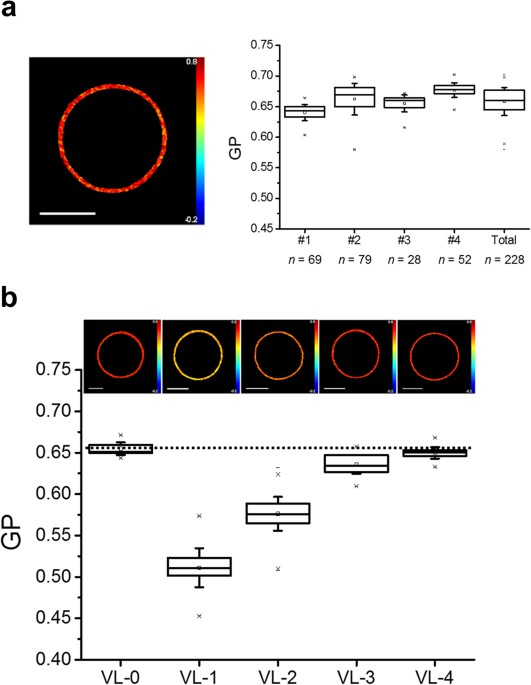 Functional Organization Of The Hiv Lipid Envelope Scientific Reports