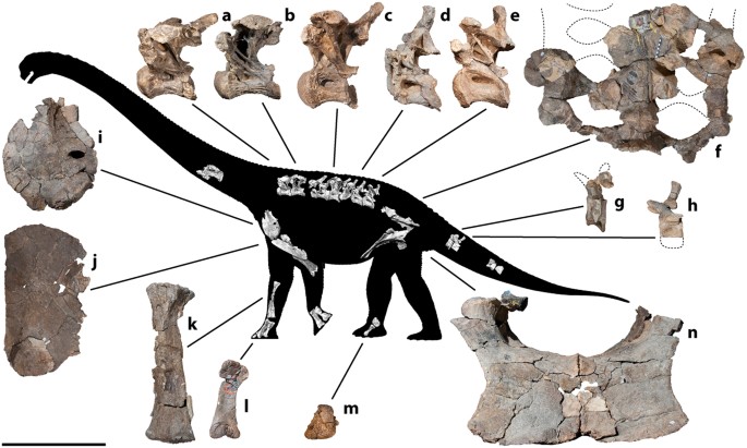 4 Kiddo Dinosaur Dromaeosaurus - Slovenia, New - The wholesale platform