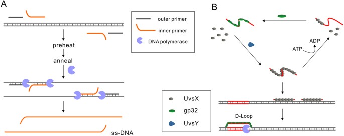 A General Solution For Opening Double Stranded Dna For Isothermal Amplification Scientific Reports