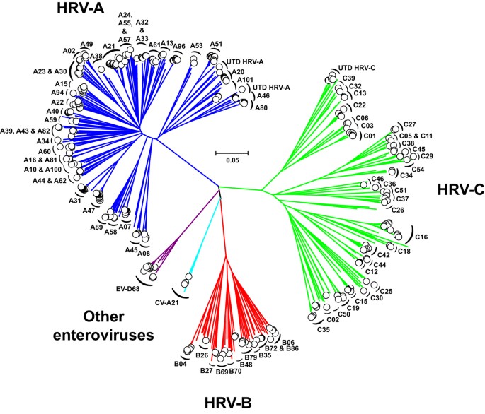 Performance Of A Taqman Assay For Improved Detection And Quantification Of Human Rhinovirus Viral Load Scientific Reports