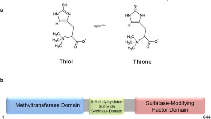 Ergothioneine Biosynthesis and Functionality in the Opportunistic Fungal  Pathogen, Aspergillus fumigatus | Scientific Reports