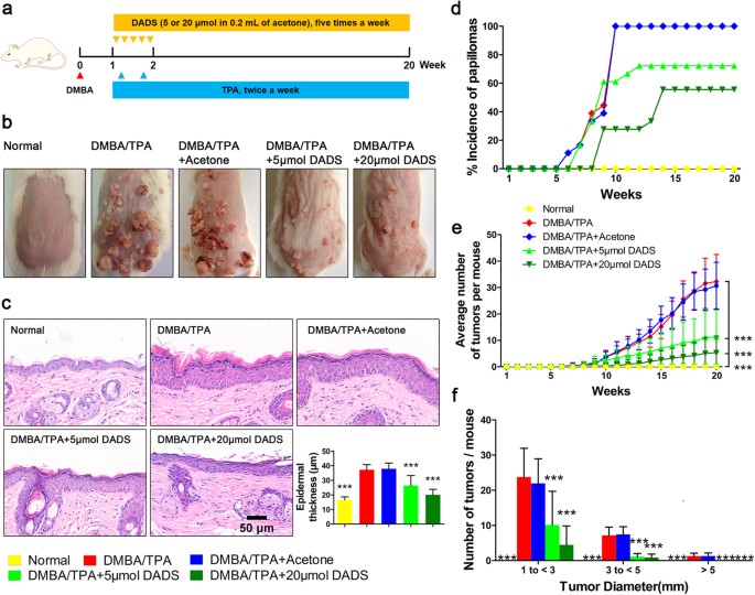 is dihexa carcinogenic Prophylaxis of Diallyl Disulfide on Skin Model via p21-dependent Nrf2 stabilization 5-amino-1mq