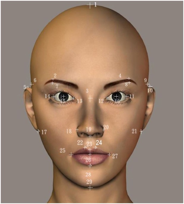 Brain responses to facial attractiveness induced by facial proportions evidence from an fMRI study Scientific Reports photo picture