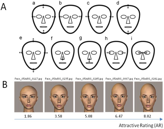 Facial Symmetry and Attractiveness