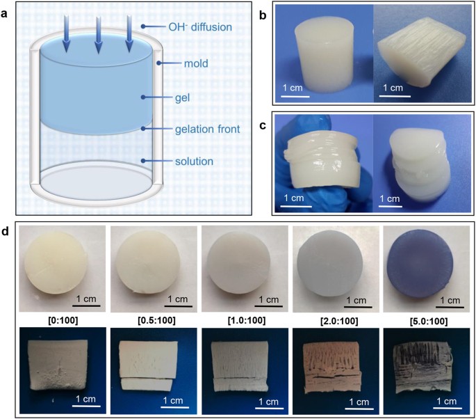 Chitosan Hydrogel Structure Modulated by Metal Ions | Scientific Reports