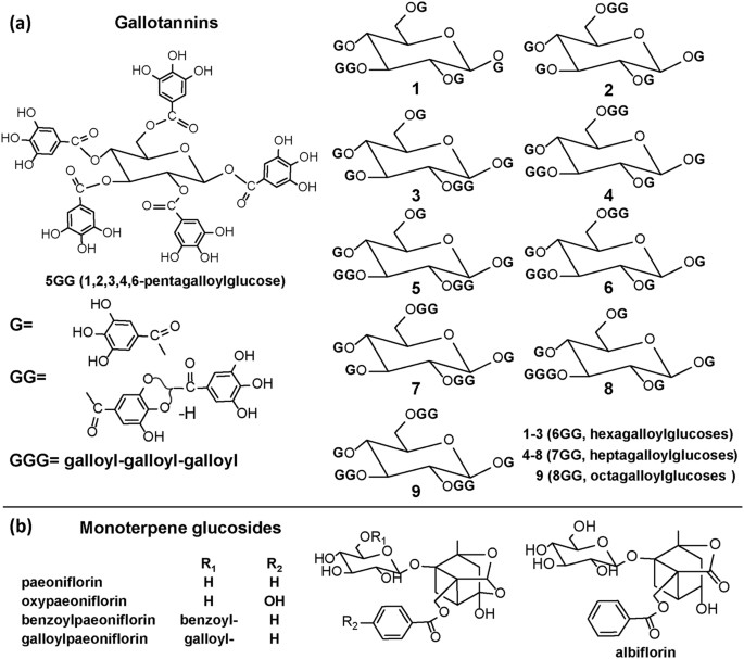 High Resolution Maldi Mass Spectrometry Imaging Of Gallotannins And Monoterpene Glucosides In The Root Of Paeonia Lactiflora Scientific Reports
