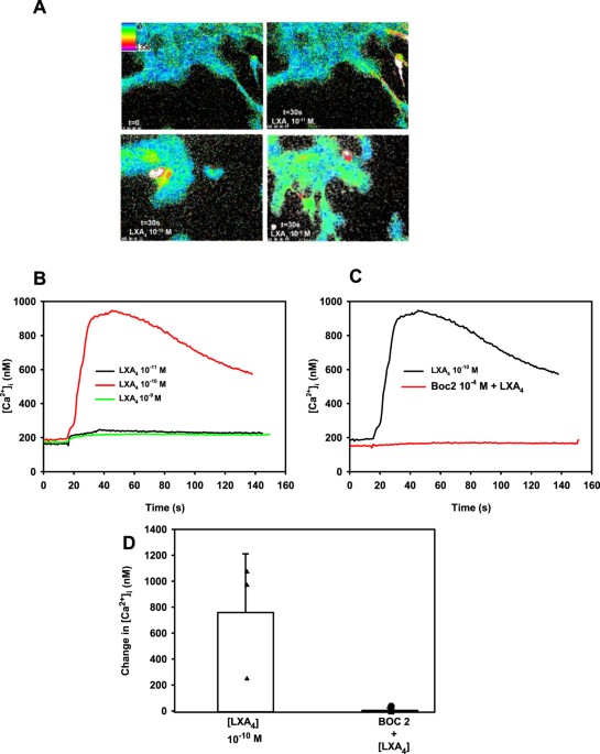 Lipoxin a4 counter-regulates histamine-stimulated glycoconjugate secretion in conjunctival goblet cells