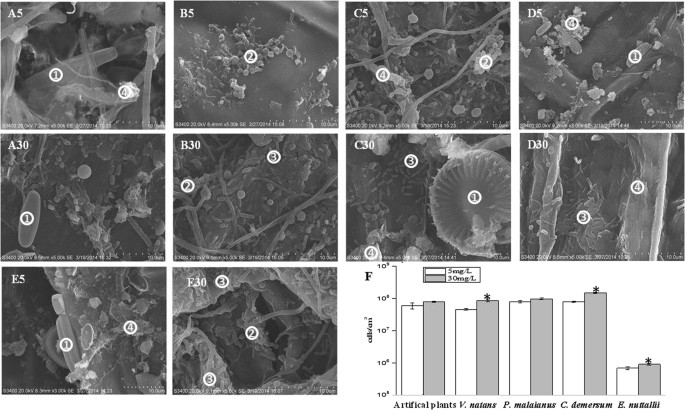 Responses Of Bacterial Community Structure And Denitrifying Bacteria In Biofilm To Submerged Macrophytes And Nitrate Scientific Reports