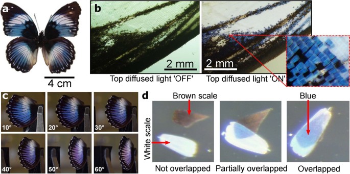Download Colour Formation On The Wings Of The Butterfly Hypolimnas Salmacis By Scale Stacking Scientific Reports