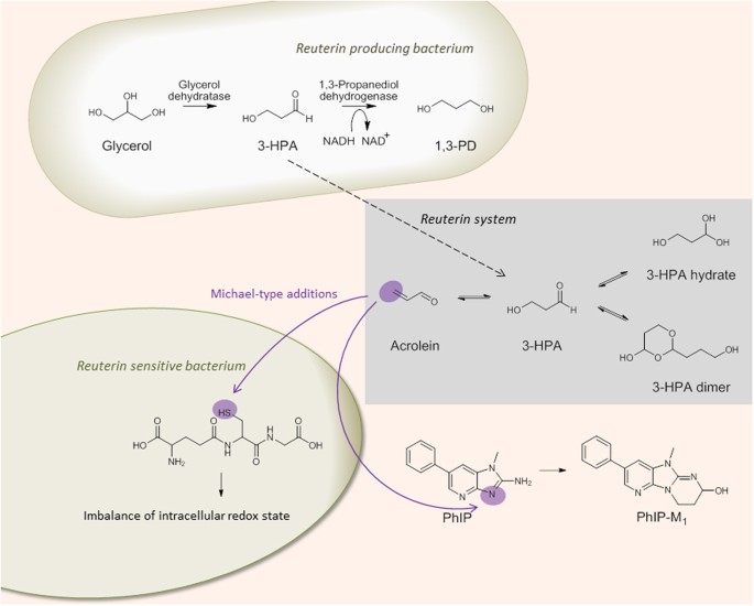 glutathione depletion acrolein Acrolein contributes strongly to antimicrobial and heterocyclic amine  transformation activities of reuterin