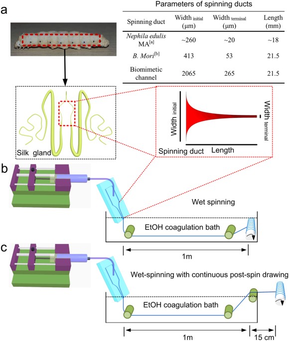 Recombinant Spider Silk Bioinks for Continuous Protein Release by