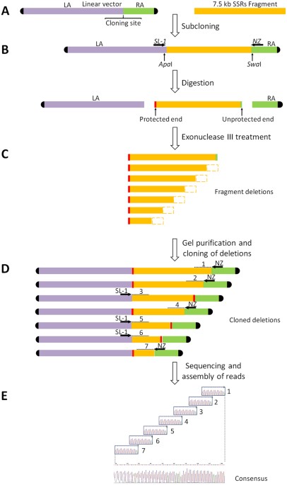 Sequencing Of Long Stretches Of Repetitive Dna Scientific Reports