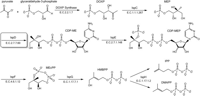 Molecular Mechanism of Action of Antimalarial Benzoisothiazolones:  Species-Selective Inhibitors of the Plasmodium spp. MEP Pathway enzyme,  IspD | Scientific Reports