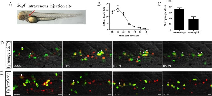 Systemic Inoculation Of Escherichia Coli Causes Emergency Myelopoiesis In Zebrafish Larval Caudal Hematopoietic Tissue Scientific Reports
