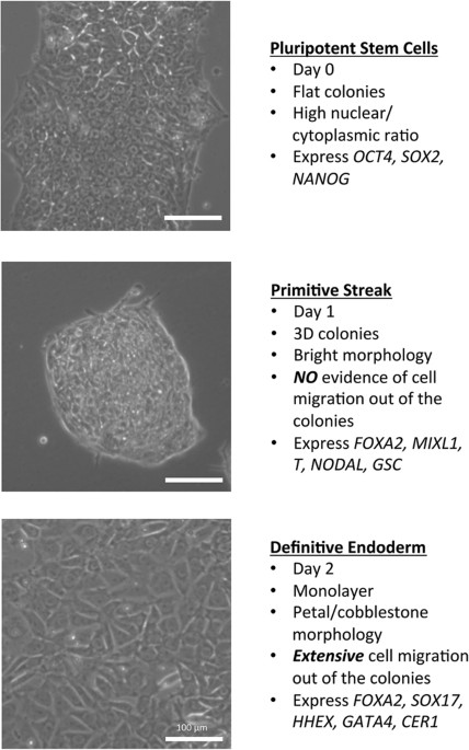 Development of a rapid screen for the endodermal differentiation potential  of human pluripotent stem cell lines