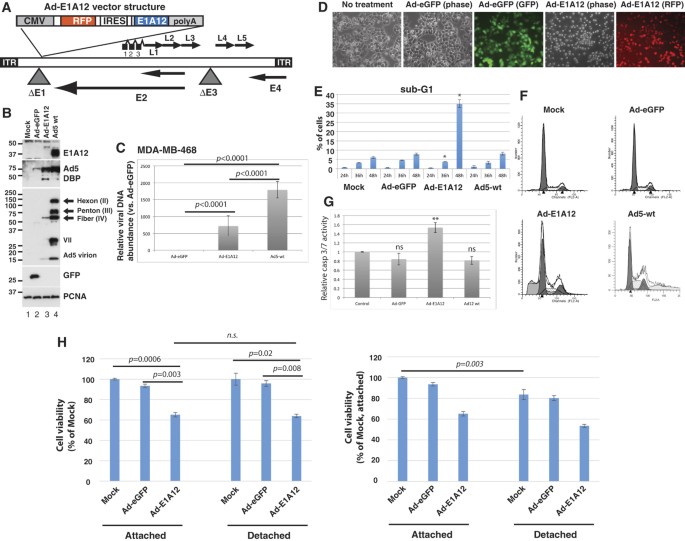 Intrinsic cellular signaling mechanisms determine the sensitivity of cancer cells to virus-induced apoptosis